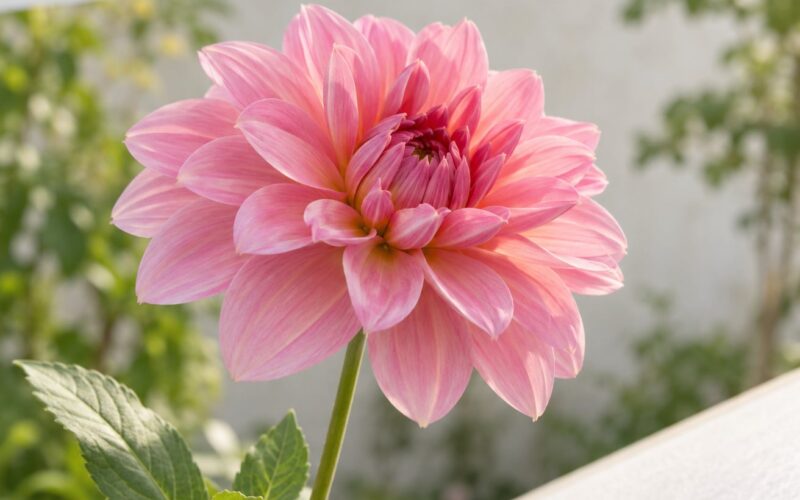 How to Photograph Flowers in Bright Sun (October 2026)