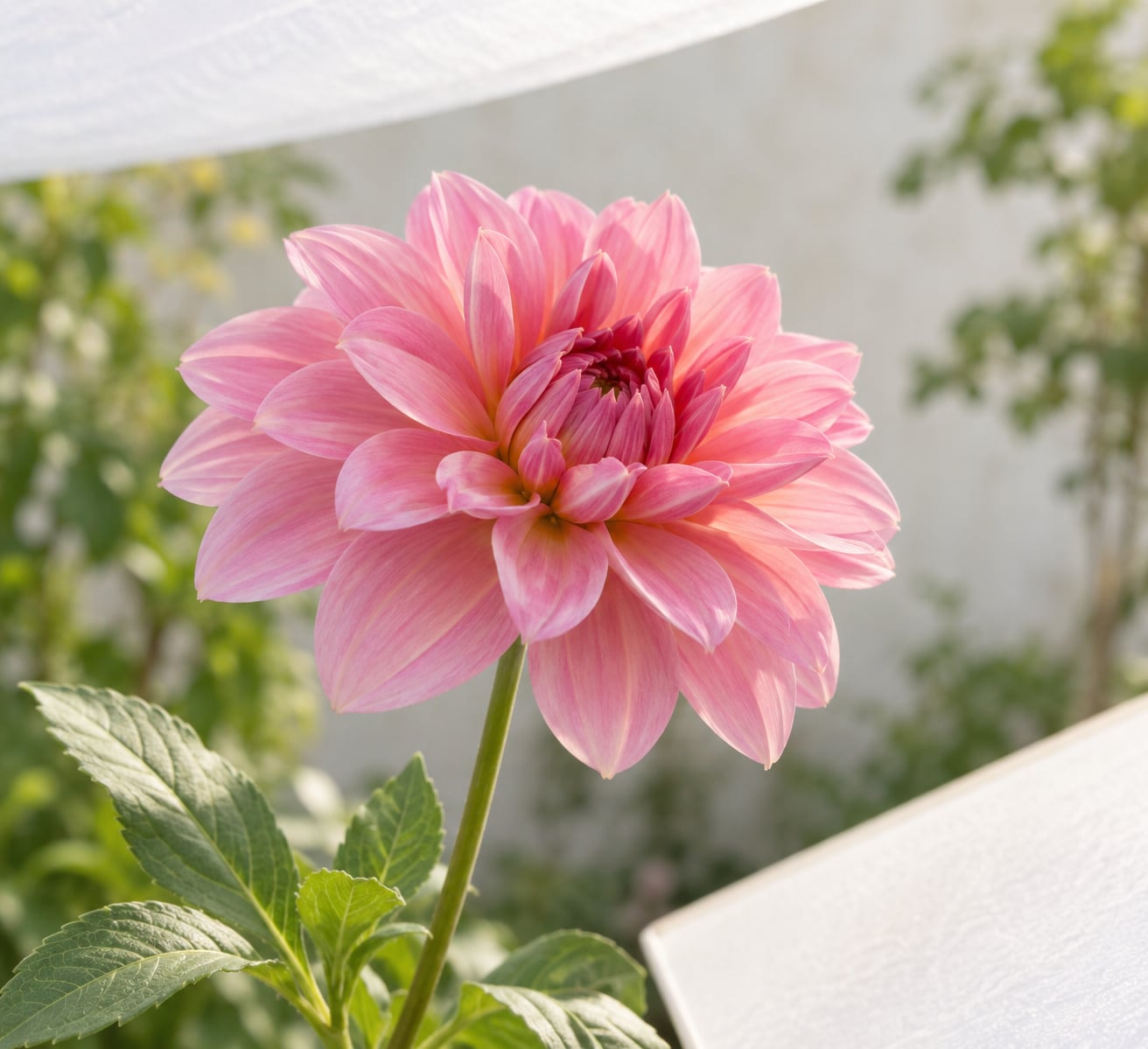 how to photograph flowers in bright sun