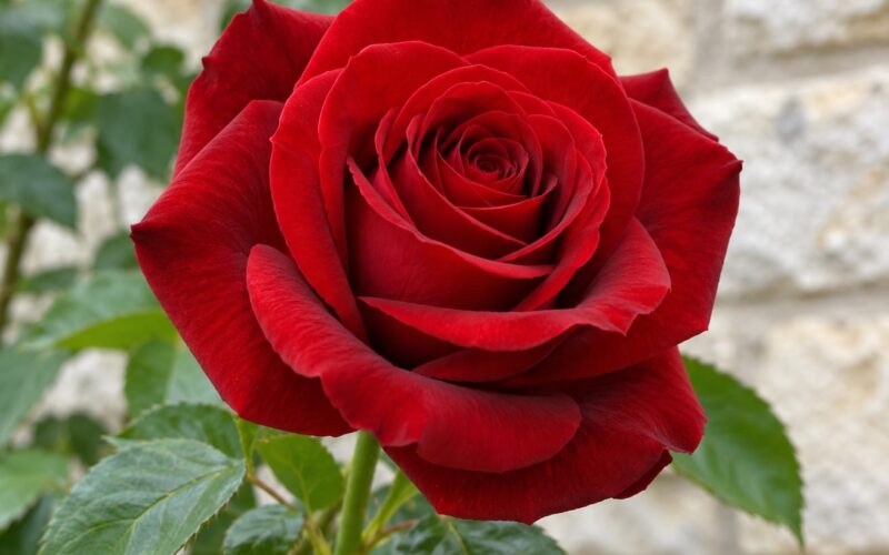 How to Photograph Red Flowers Without Losing Detail 2026