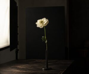 how to shoot flowers against a dark background