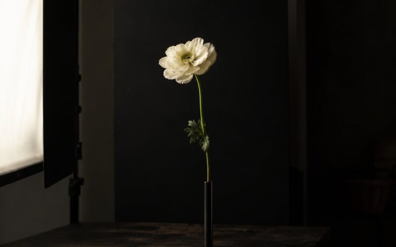 How to Shoot Flowers Against a Dark Background: Easy 2026