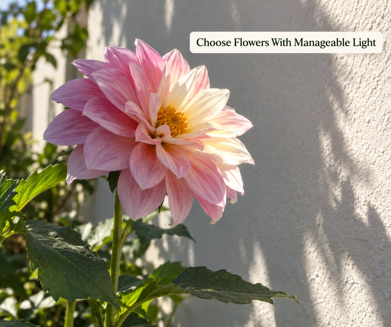 Choose Flowers With Manageable Light